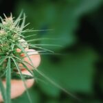 Hemp flowers contain THCA may have some advantages