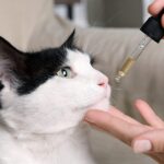 How Holistapet Cat Calming CBD Chews Can Help Your Cat During Travel